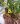 Maxillaria variabilis