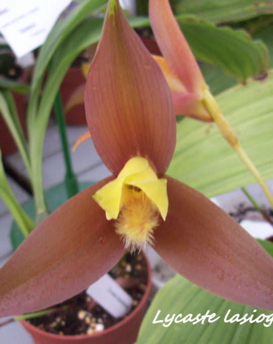 lycaste lasioglossa
