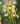Maxillaria picta