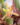 Maxillaria rufesens