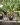 Angraecum eburneum