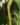 Dendrochilum-Magnum-