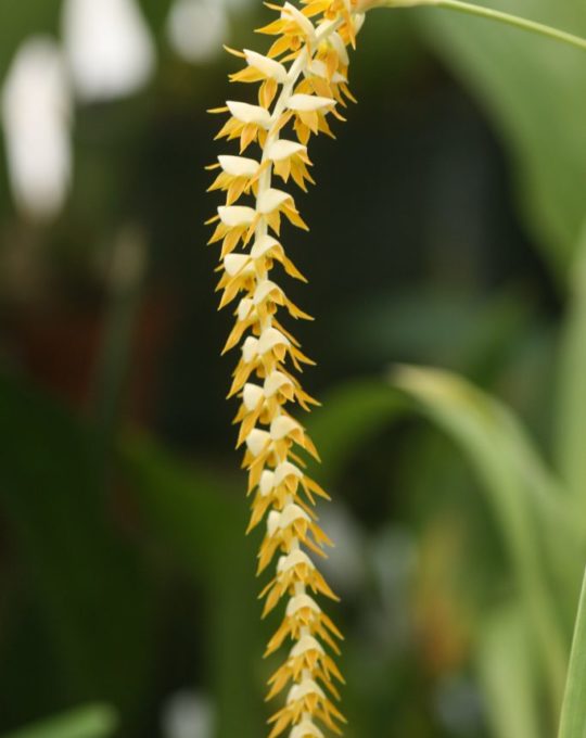 Dendrochilum longifolium (Coelogyne bracteosa), orchidée botanique