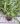 Dendrochilum abbreviatum