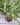 Dendrochilum abbreviatum