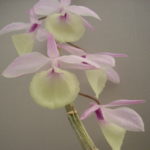 Dendrobium aphyllum (pierardii)