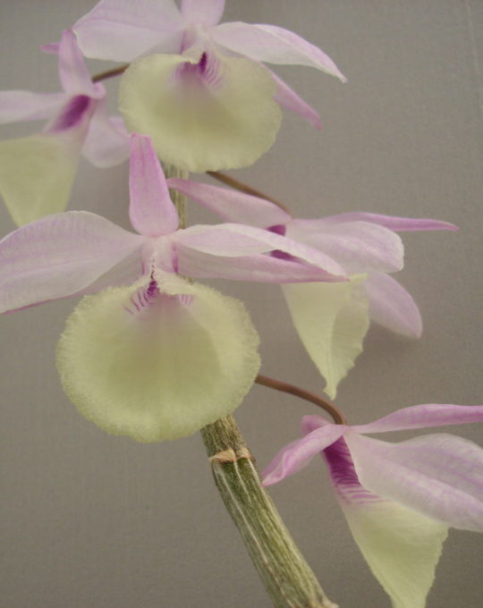 Dendrobium aphyllum (pierardii)