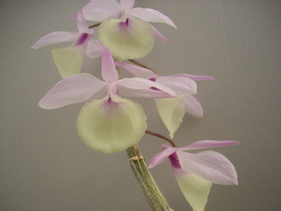 Dendrobium aphyllum (pierardii)