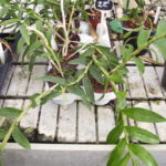 Dendrobium pulchellum