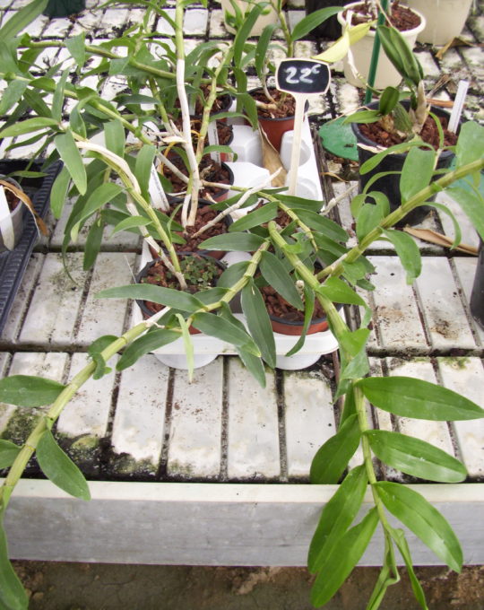 Dendrobium pulchellum