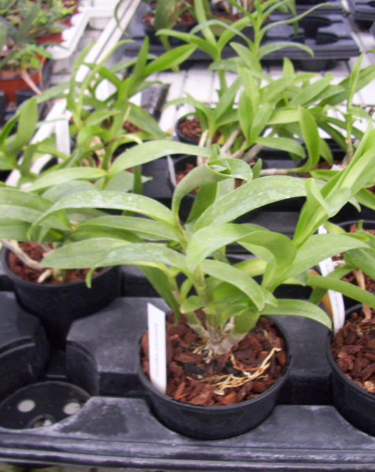 Dendrobium tangerinum