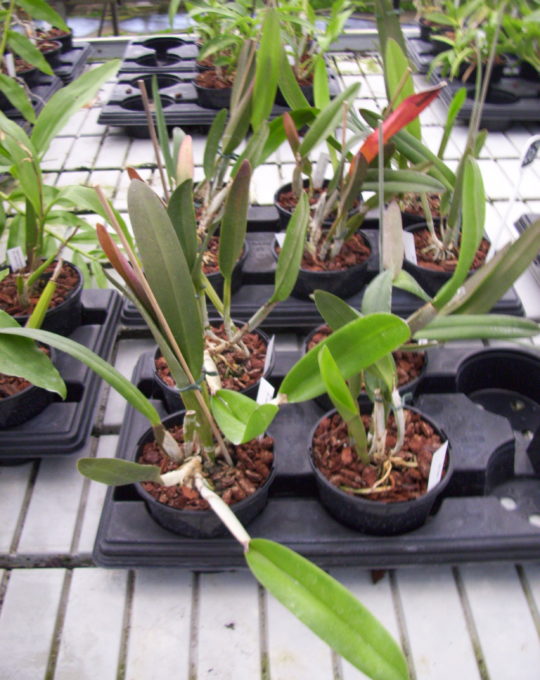 RLC "Tokio"