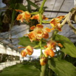 Chysis bruennowiana