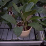 Bifrenaria harrisoniae alba