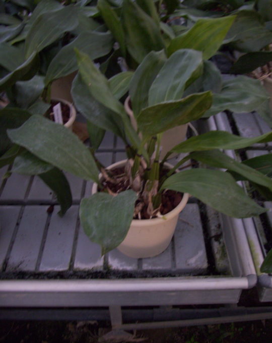 Bifrenaria harrisoniae alba