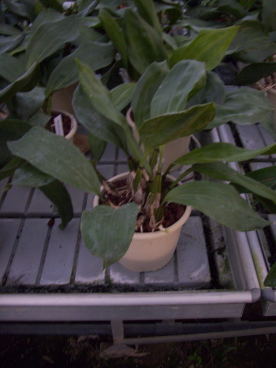 Bifrenaria harrisoniae alba