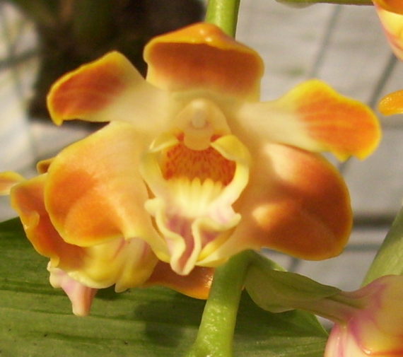 Chysis bruennowiana