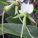 Angraecum longicalcar, fleur blanche à long éperon vert