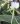 Angraecum longicalcar