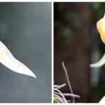 Bulbophyllum macranthoides, fleur jaune ocre à sépales tessellés, deux vues