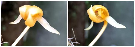 Bulbophyllum macranthoides, fleur jaune ocre à sépales tessellés, deux vues