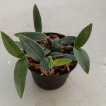 Dendrobium aberrans en pot, feuilles vert sombre