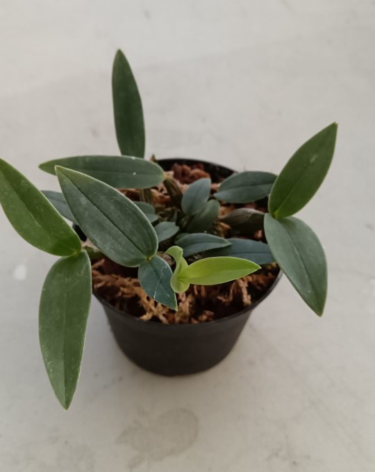 Dendrobium aberrans en pot, feuilles vert sombre