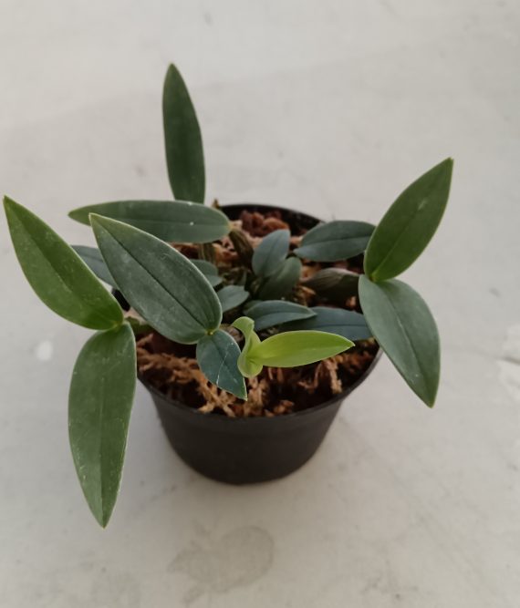 Dendrobium aberrans en pot, feuilles vert sombre