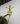 Bulbophyllum lasiochilum flava