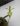 Bulbophyllum lasiochilum flava