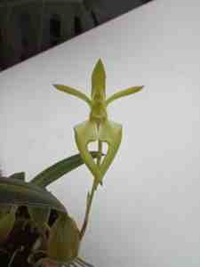 Bulbophyllum lasiochilum flava
