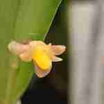 Ceratostylis braccata