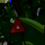 Dracula nycterina
