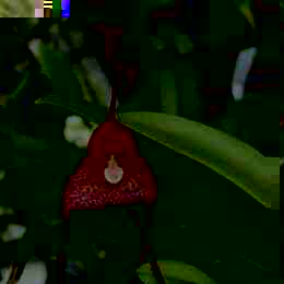 Dracula nycterina