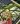 Gastrochilus obliquus x acutifolius