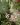 Oncidium sotoanum