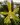 Phalaenopsis mannii flava