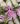Vandofinides Pat Arcari x Aerides sp