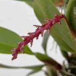 Bulbophyllum trigonobulbum, inflorescence