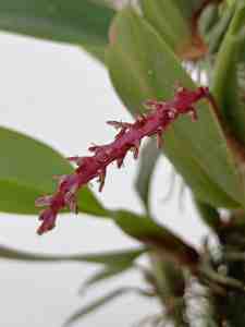 Bulbophyllum trigonobulbum, inflorescence