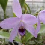 Cattleya bowringiana coerulea, fleur