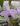 Cattleya bowringiana coerulea – photo Frédéric