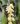 Dendrochilum cobbianum