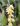 Dendrochilum cobbianum