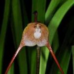 Dracula psittacina, photo personnelle