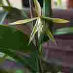 Epidendrum nocturnum