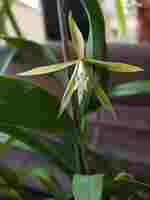 Epidendrum nocturnum