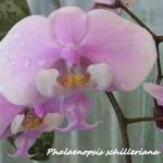 Phalaenopsis schilleriana