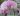 phalaenopsis-schilleriana