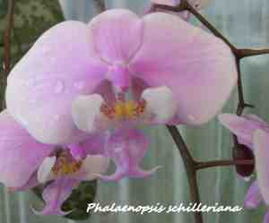 Phalaenopsis schilleriana